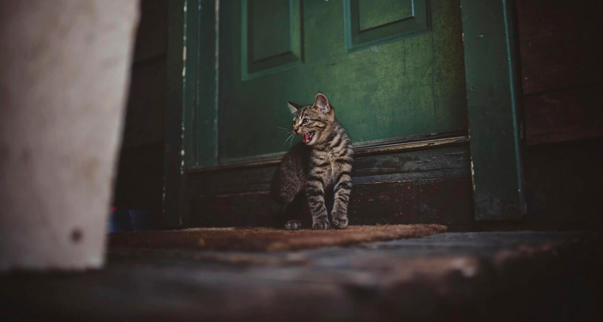 Kočka před prahem dveří
